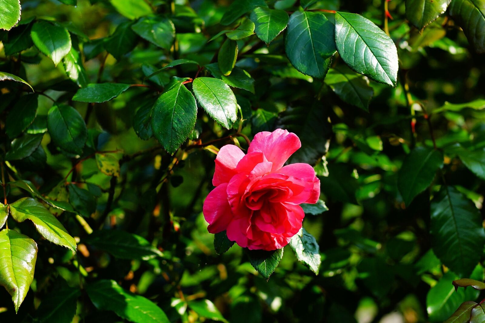 Sony Planar T* 50mm F1.4 ZA SSM sample photo. Rose, blossom, bloom photography