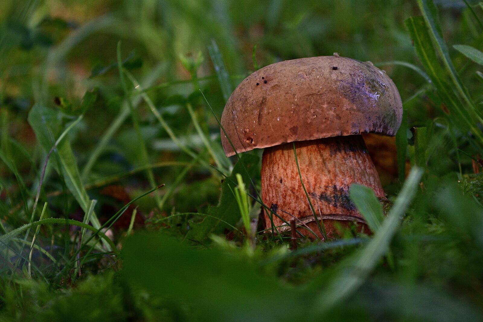 Nikon D5200 sample photo. Mushroom, forest, nature photography
