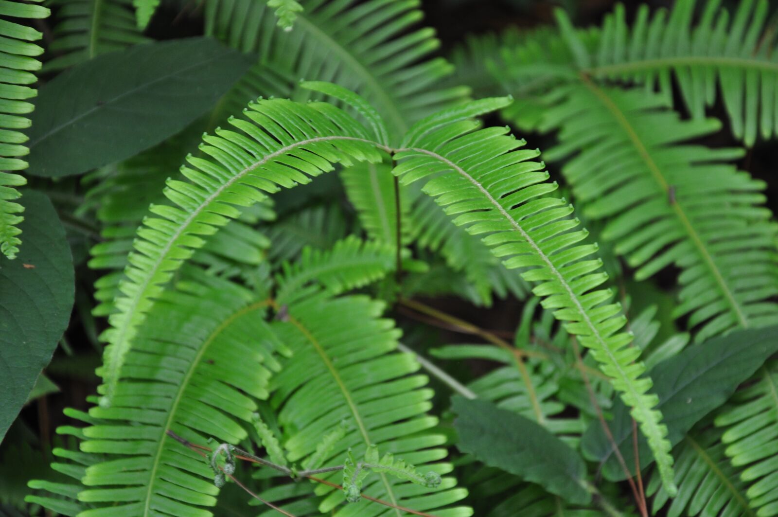 Nikon D90 sample photo. Green, leaf, plant photography