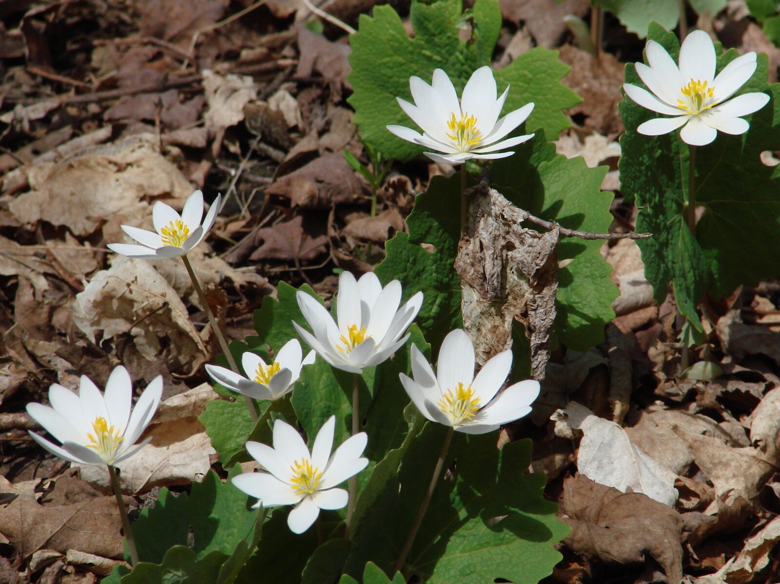 Sony DSC-H5 sample photo. Sanguinarea canadensis, bloodroot, wildflowers photography