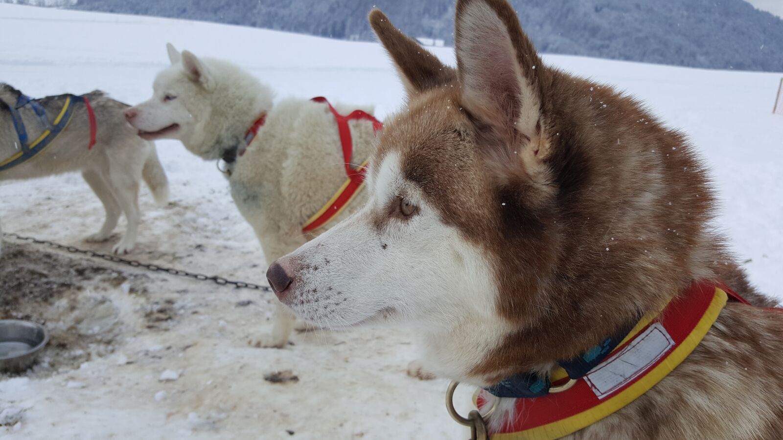 Samsung Galaxy S6 sample photo. Dog, husky, sled dog photography