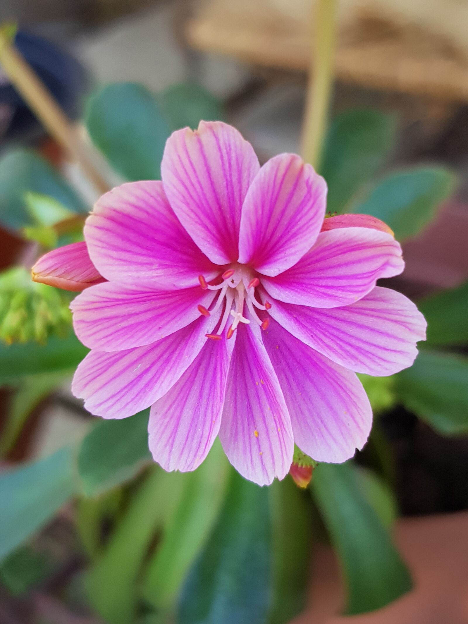 Samsung Galaxy S8 sample photo. Flower, fuchsia, macro photography