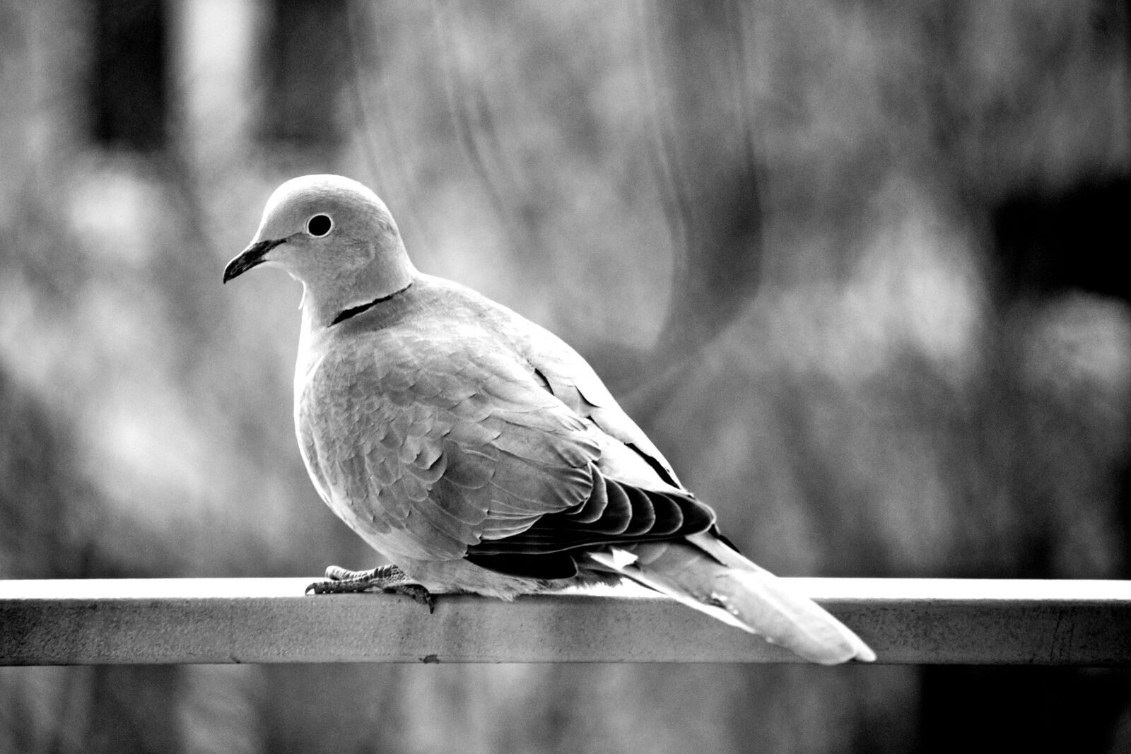 Nikon D3100 sample photo. Bird, blackandwhite, dove, wintertime photography