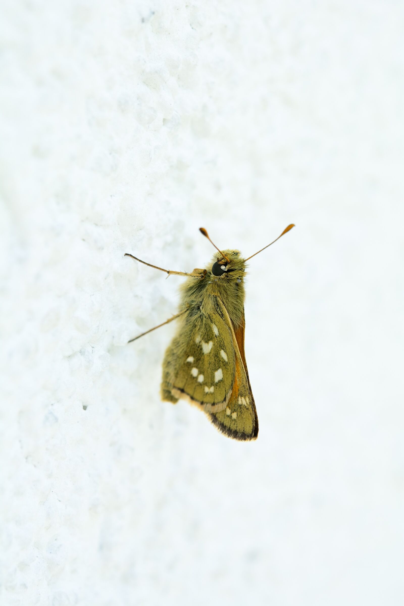 Nikon D7100 sample photo. Butterfly, hesperia comma, female photography