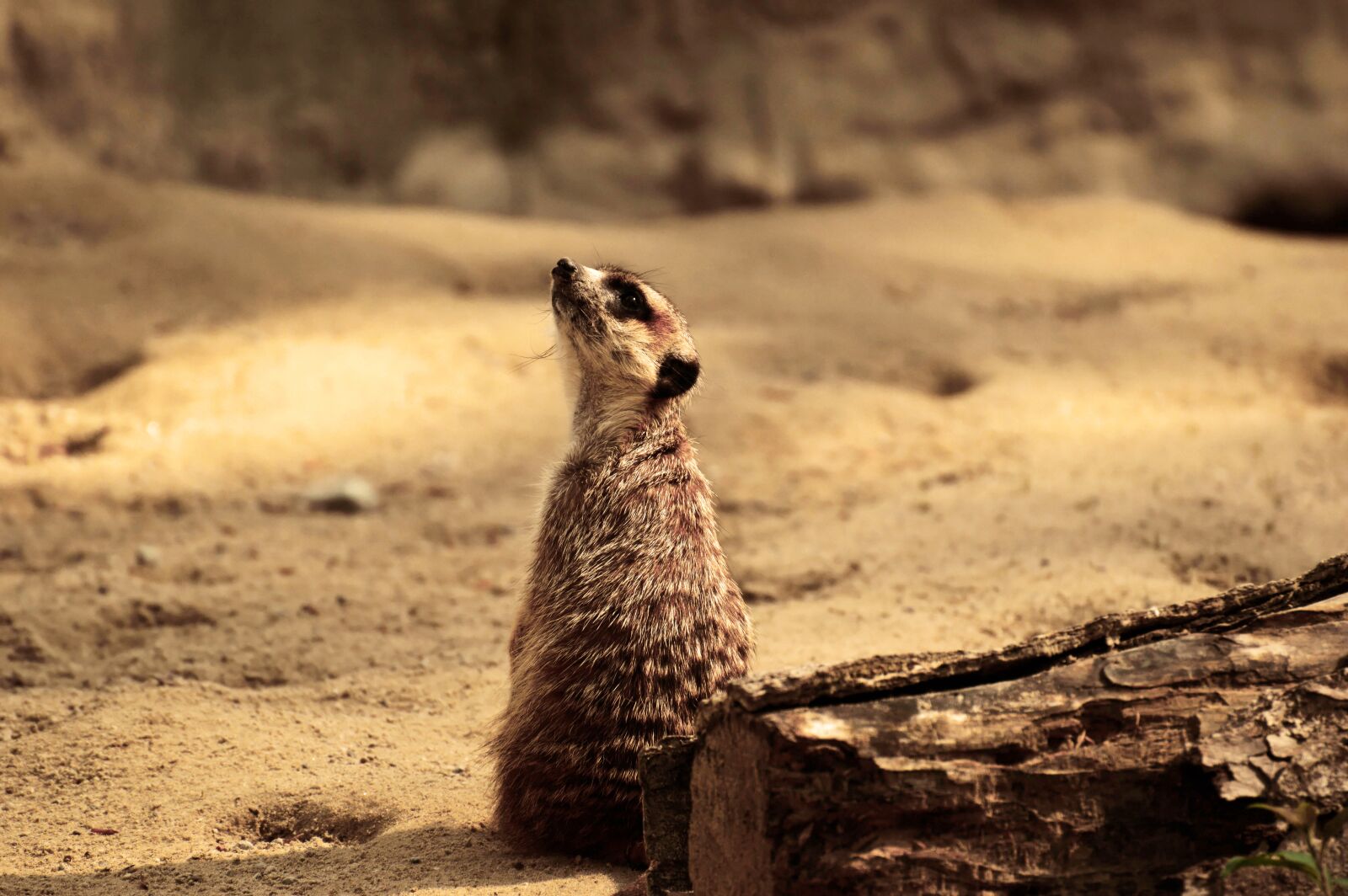 Nikon D3200 sample photo. Meerkat, animal, nature photography