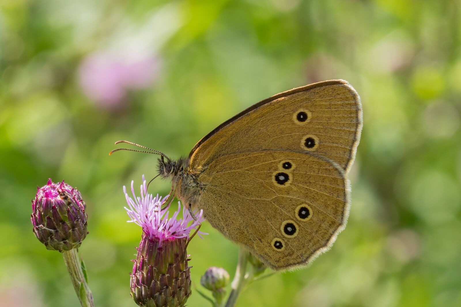 Canon EOS 7D Mark II sample photo. Butterfly, blossom, bloom photography