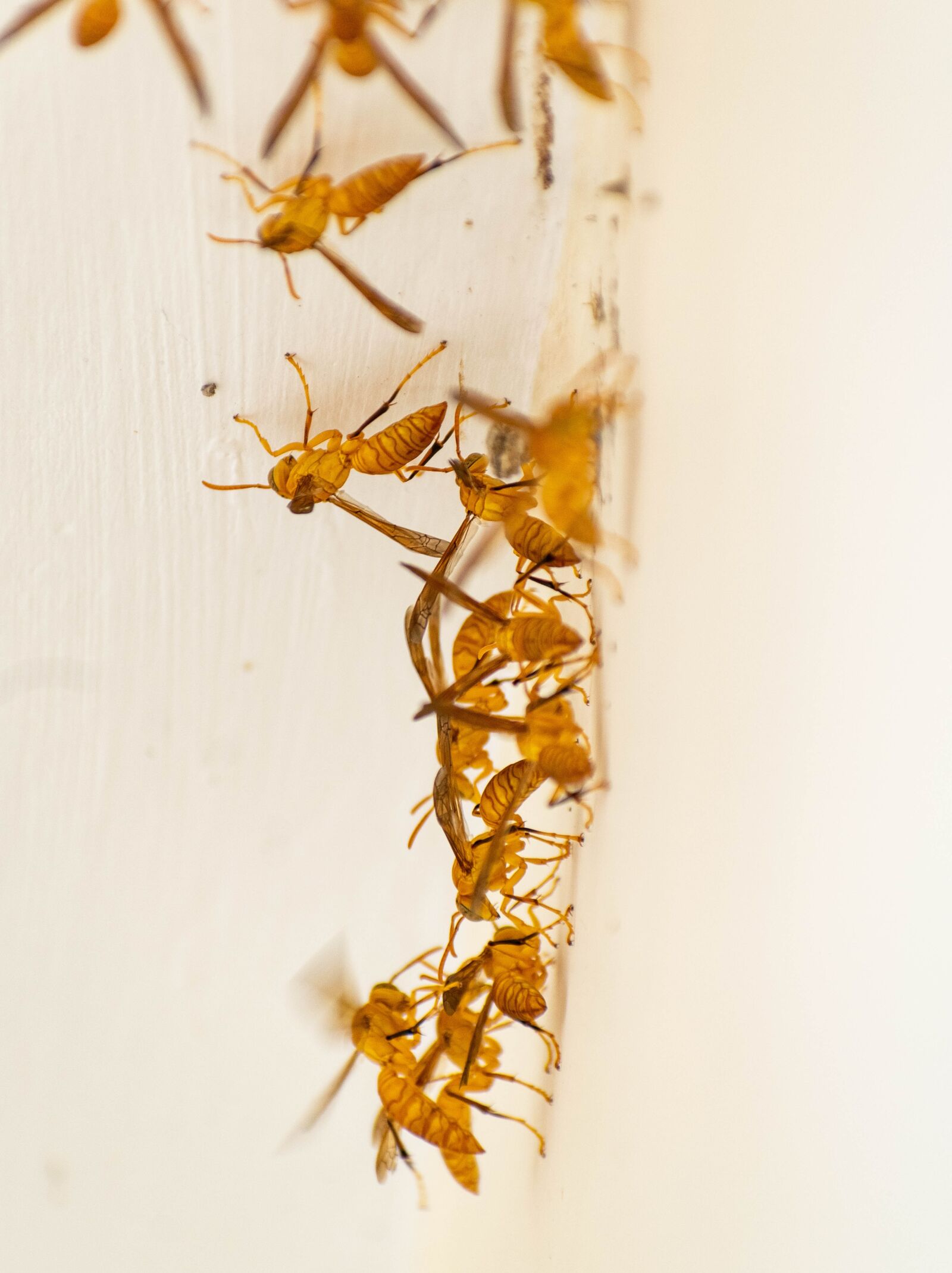 Nikon D3300 sample photo. Wasp, insects, bee photography