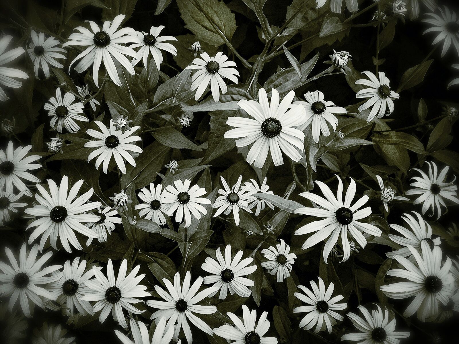 iPad back camera 4.28mm f/2.4 sample photo. Black-eyed, susan, flowers photography