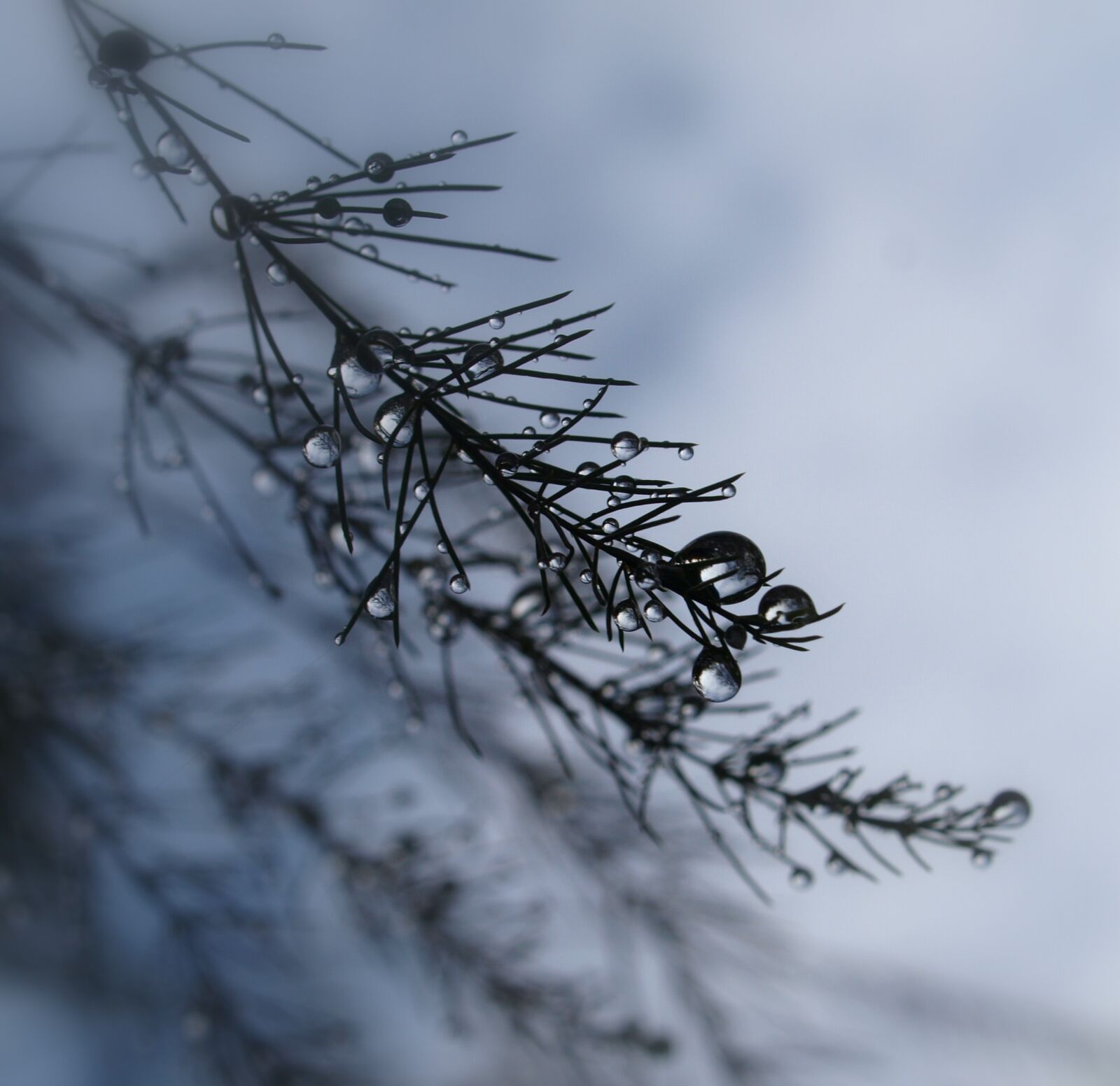 Olympus E-520 (EVOLT E-520) sample photo. Winter, snow, nature photography