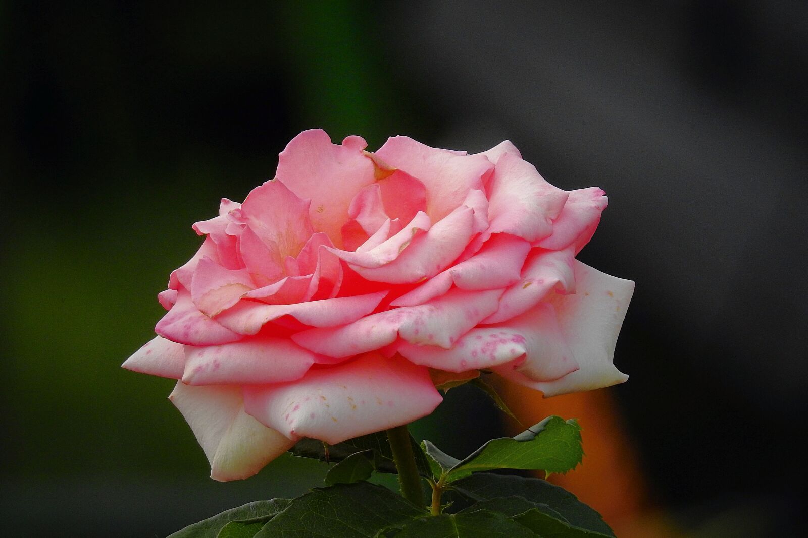 Nikon Coolpix P900 sample photo. Rose, the beauty of photography