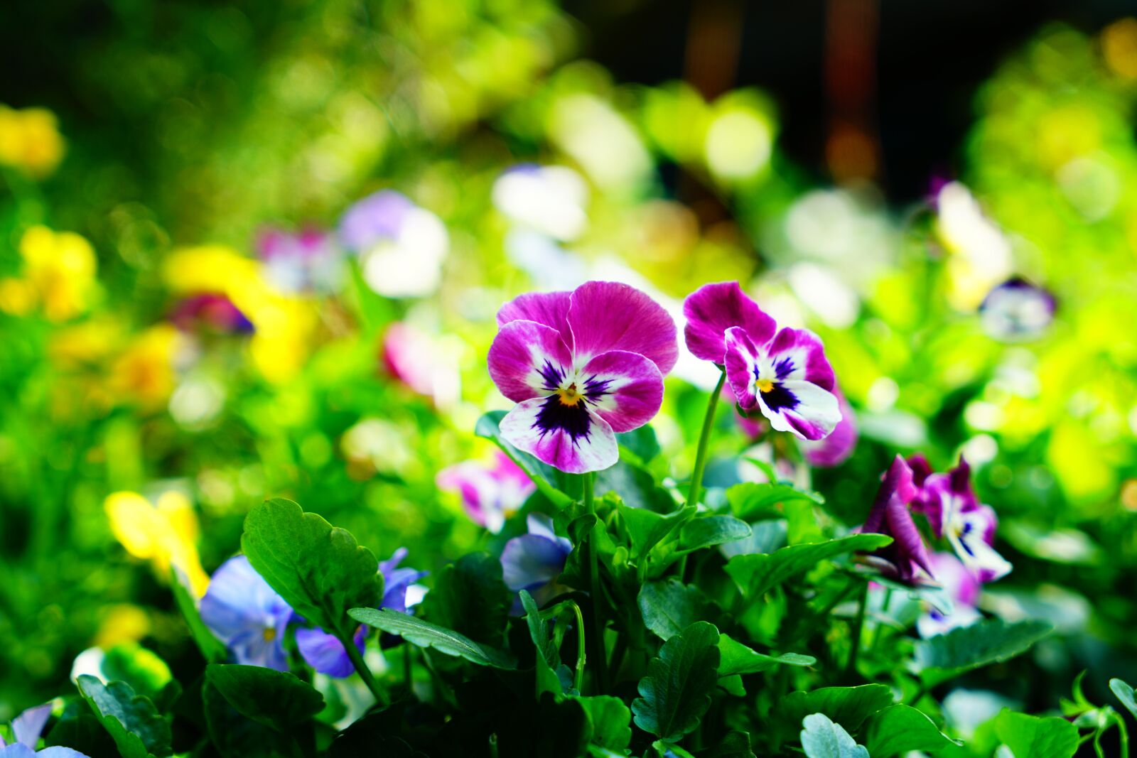 Sony a7R II + Sony Vario Tessar T* FE 24-70mm F4 ZA OSS sample photo. Pansy, flowers, plant photography