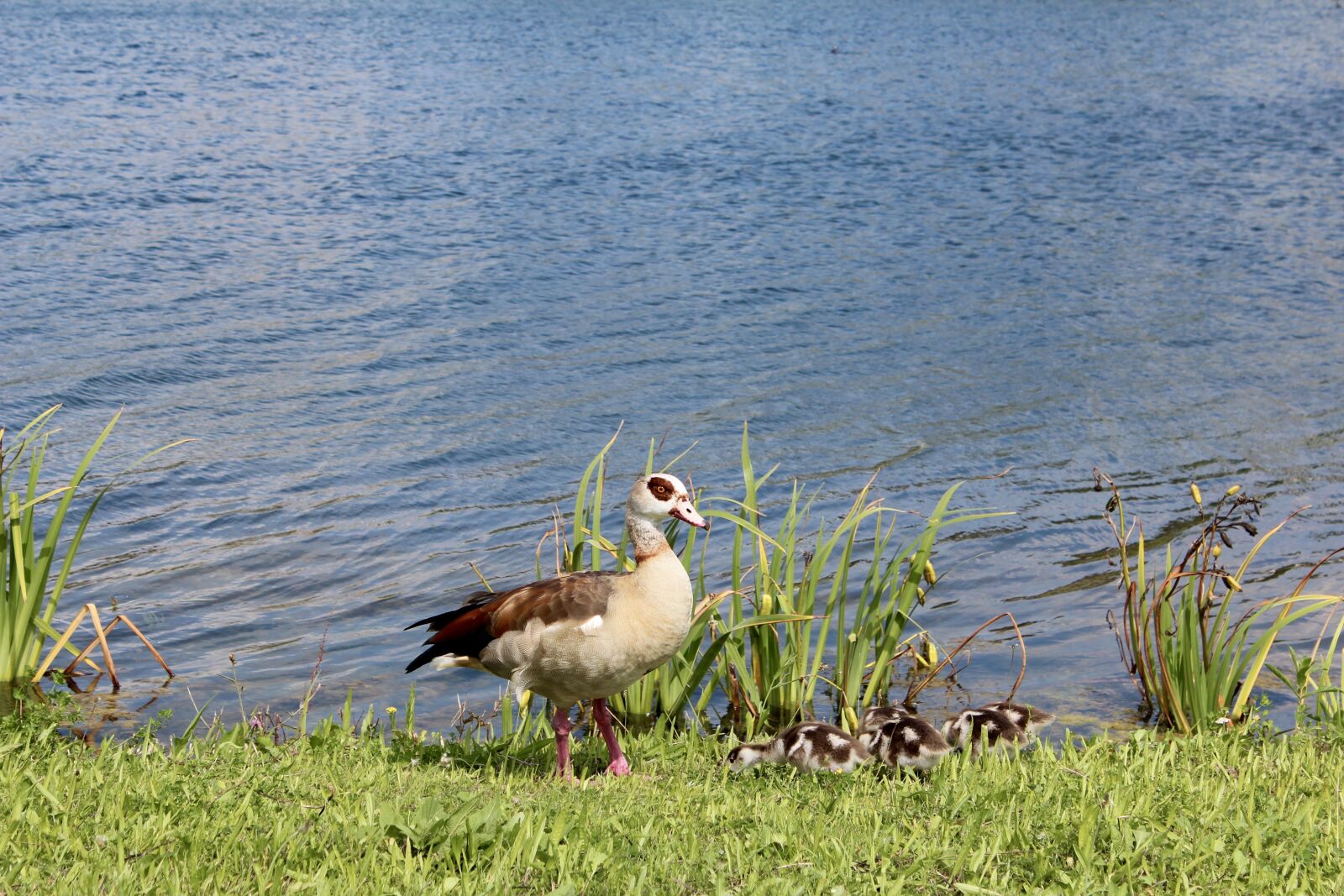 Canon EOS 600D (Rebel EOS T3i / EOS Kiss X5) sample photo. Duck, chicks, baby photography