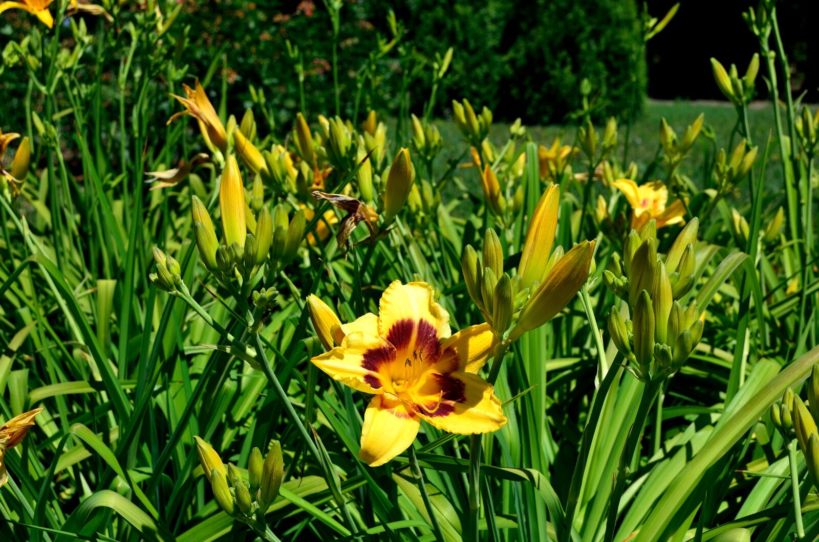 Nikon D5100 sample photo. Summer, flowers, yellow photography