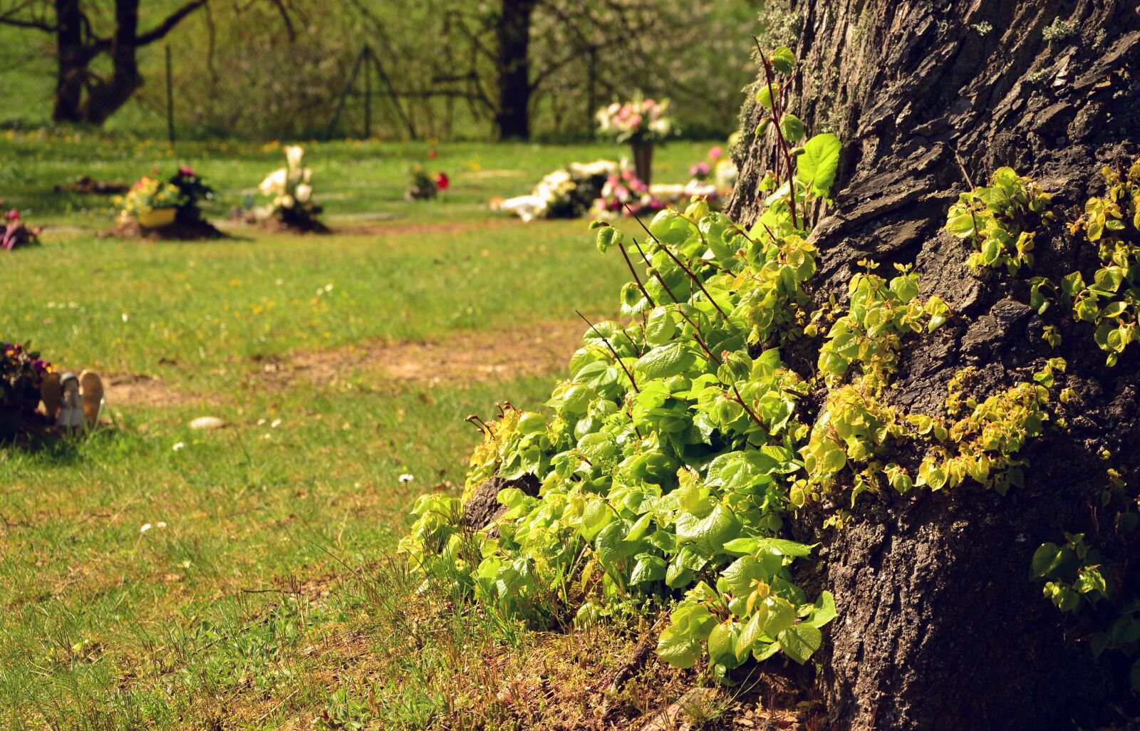 Nikon D5100 sample photo. Cemetery, tree shoots, log photography