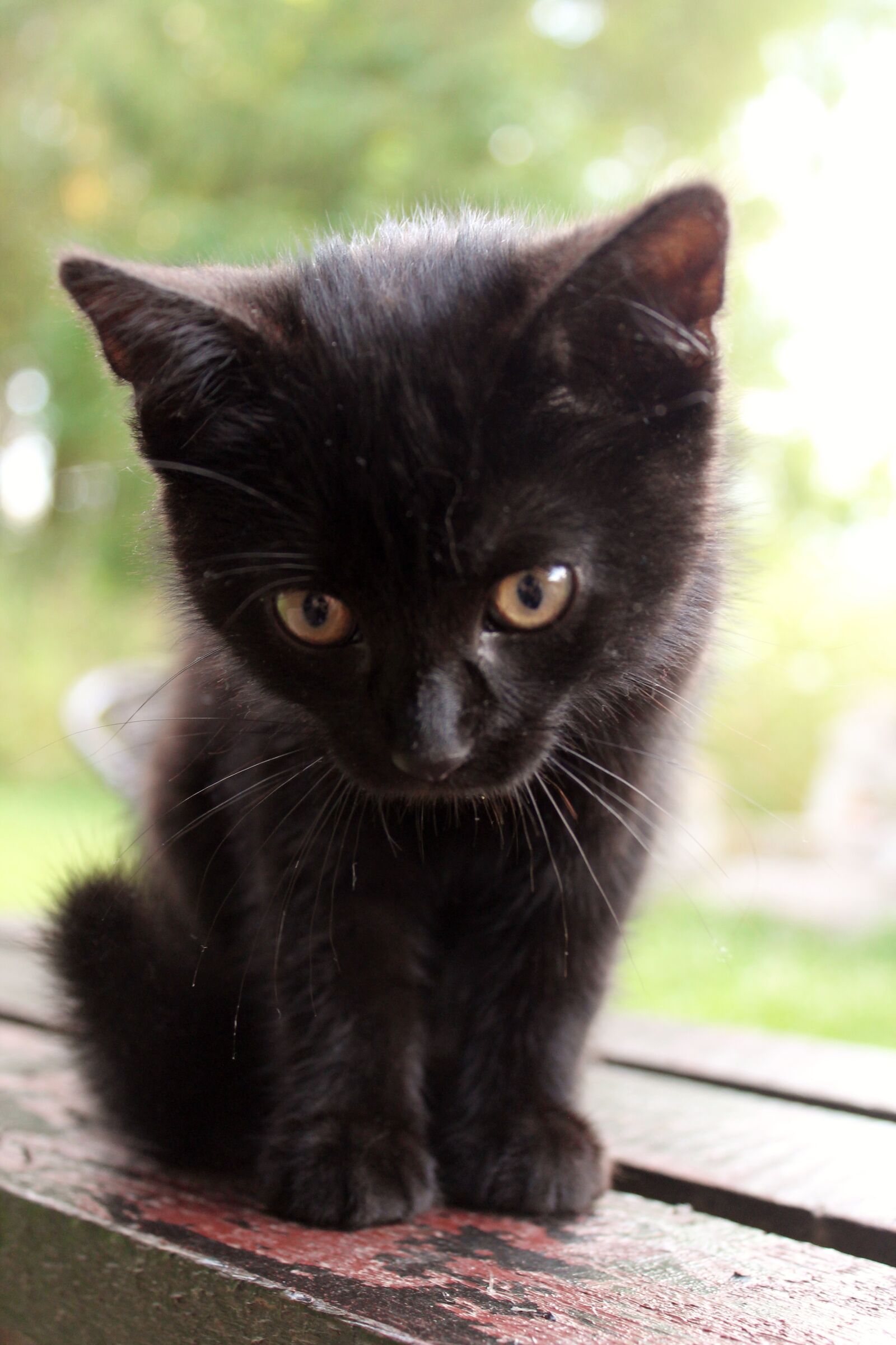 Canon EOS 1100D (EOS Rebel T3 / EOS Kiss X50) sample photo. Cat, black, animal photography