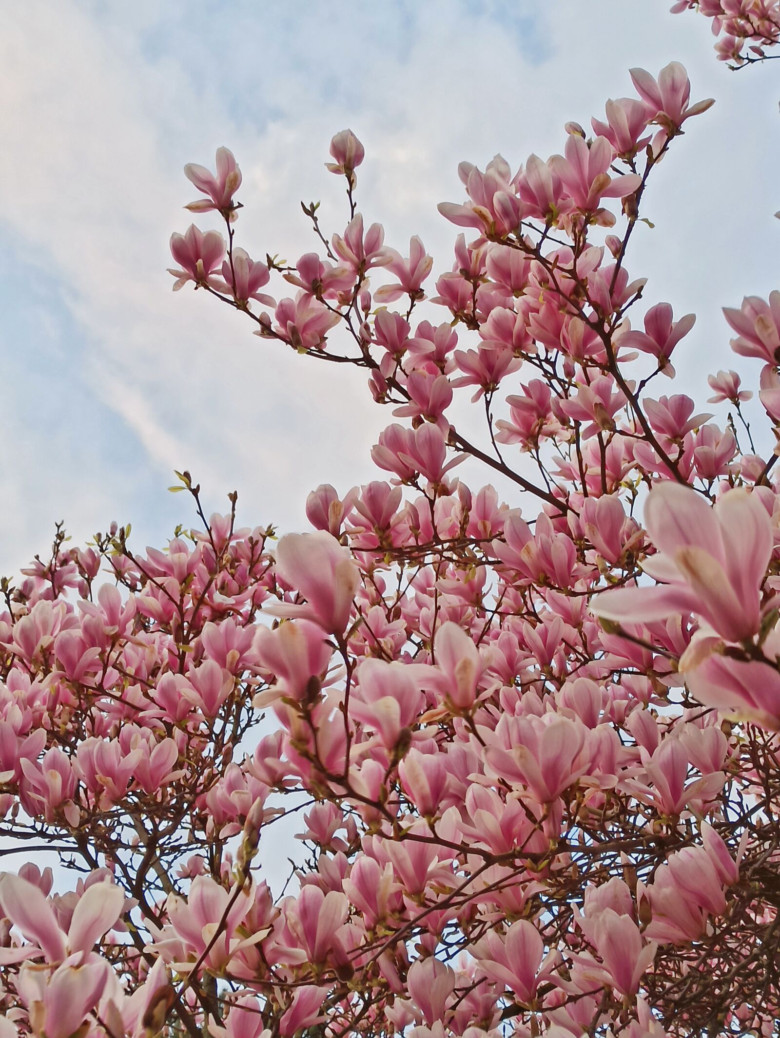 Xiaomi Redmi Note 8 Pro sample photo. Magnolia, spring, nature photography