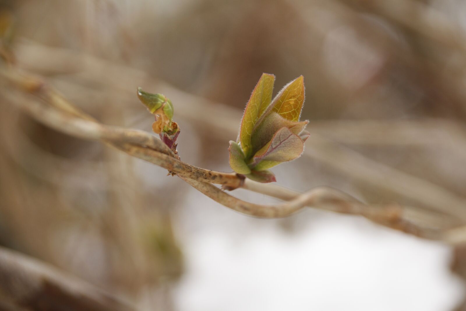 Canon EOS 700D (EOS Rebel T5i / EOS Kiss X7i) sample photo. Spring, leaves, bud photography