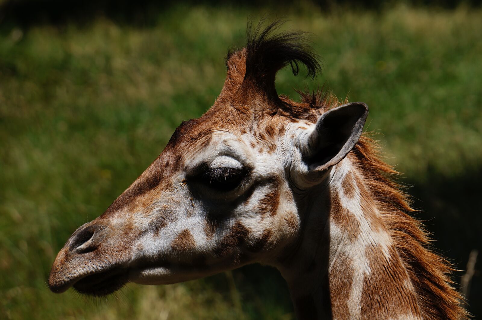 Sony Alpha NEX-5N + Sony E 55-210mm F4.5-6.3 OSS sample photo. Giraffe, animal, zoo photography