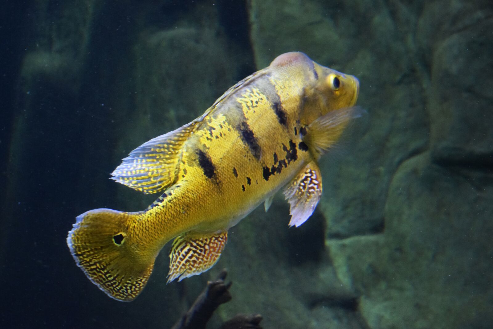 Nikon D3300 sample photo. Fish, sea, aquarium photography