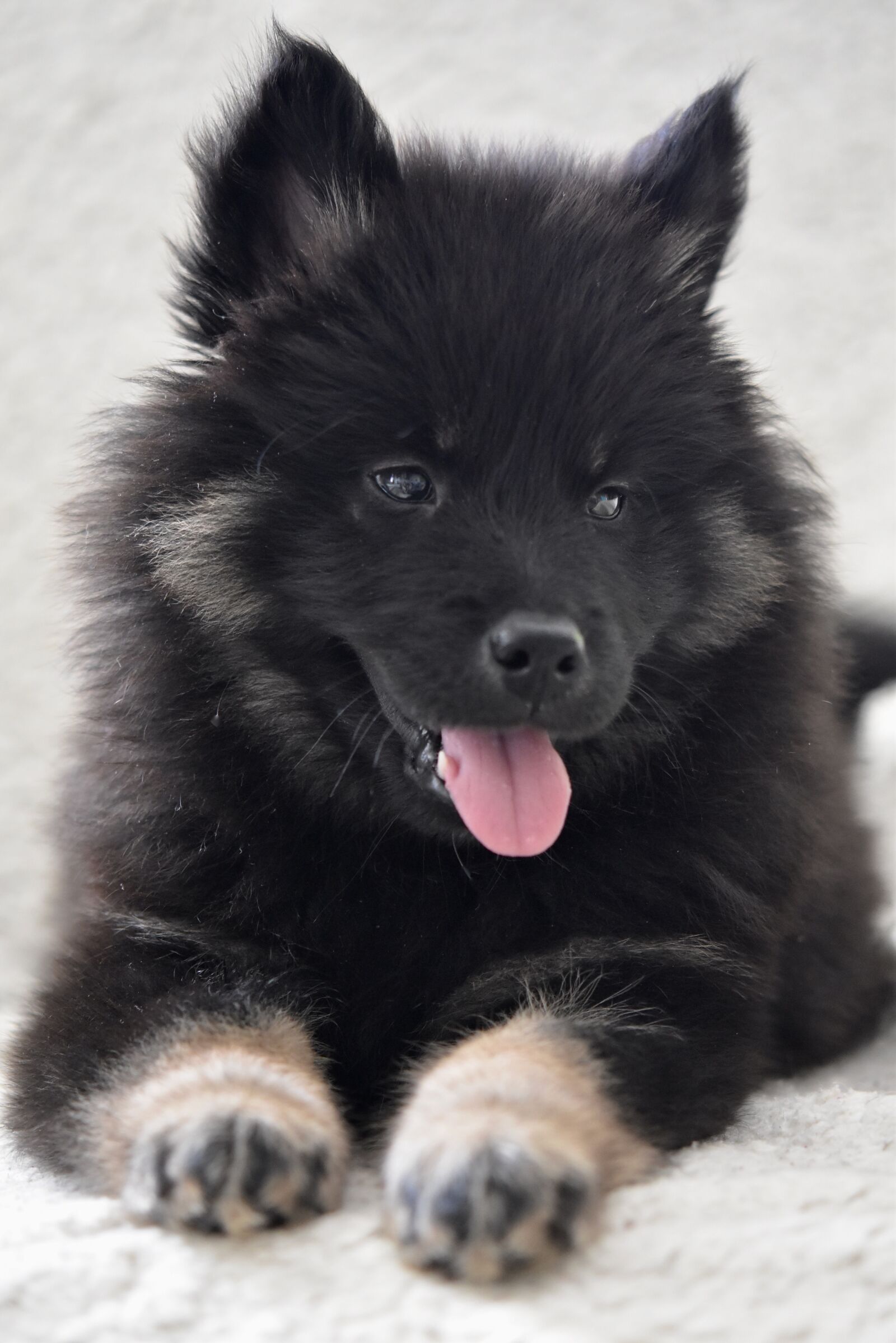 Nikon D5600 sample photo. Dog, dog eurasier, canine photography