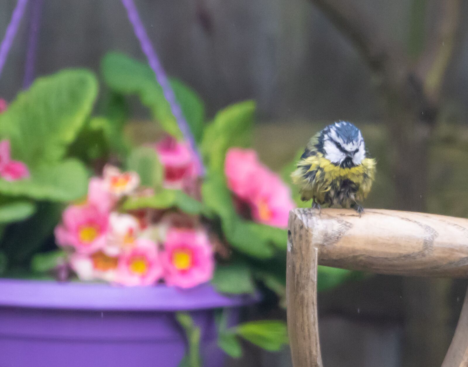 Canon EOS 7D Mark II sample photo. Blue tit perched on photography