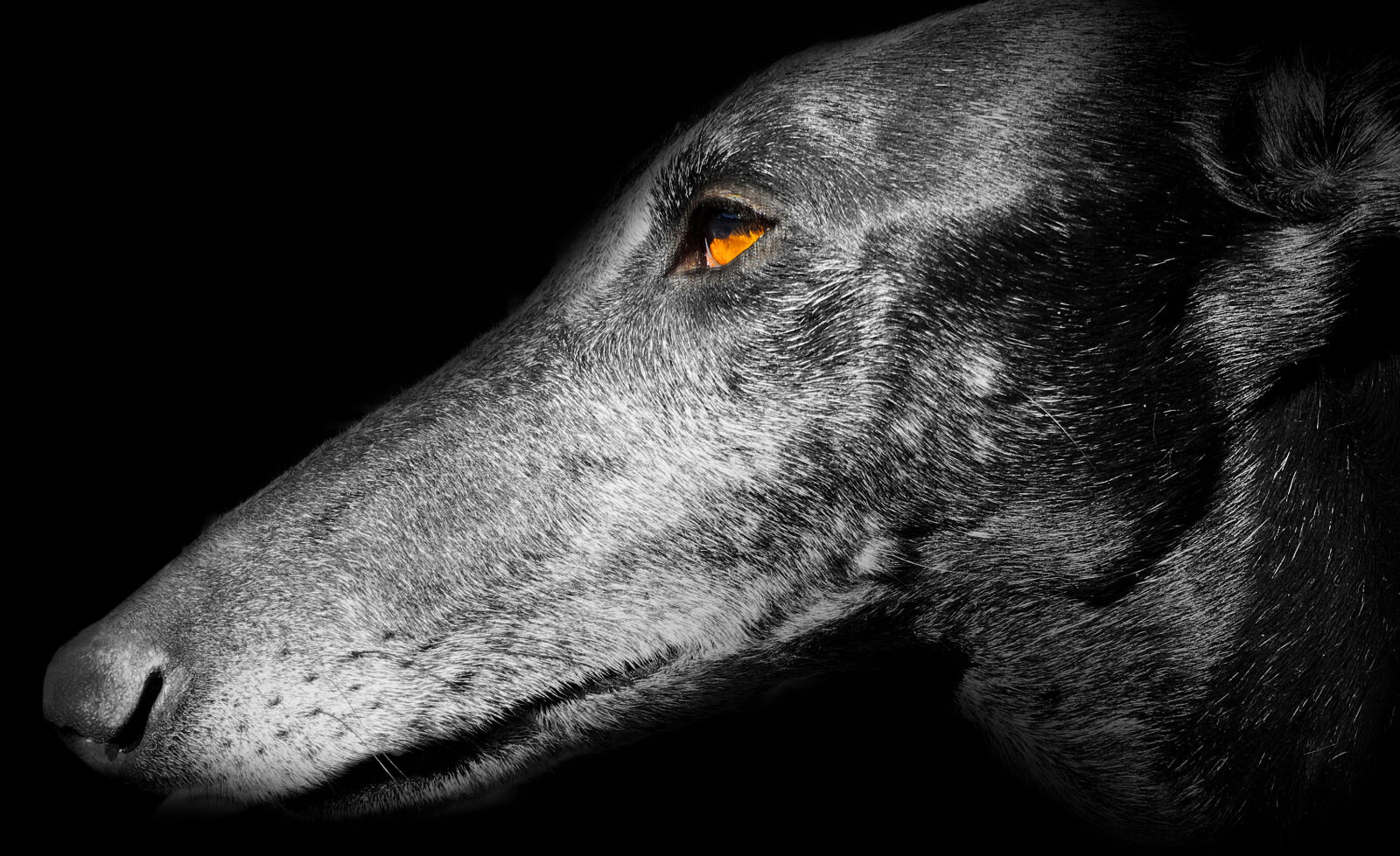 Apple iPhone 6s sample photo. Art, of, animals, best photography