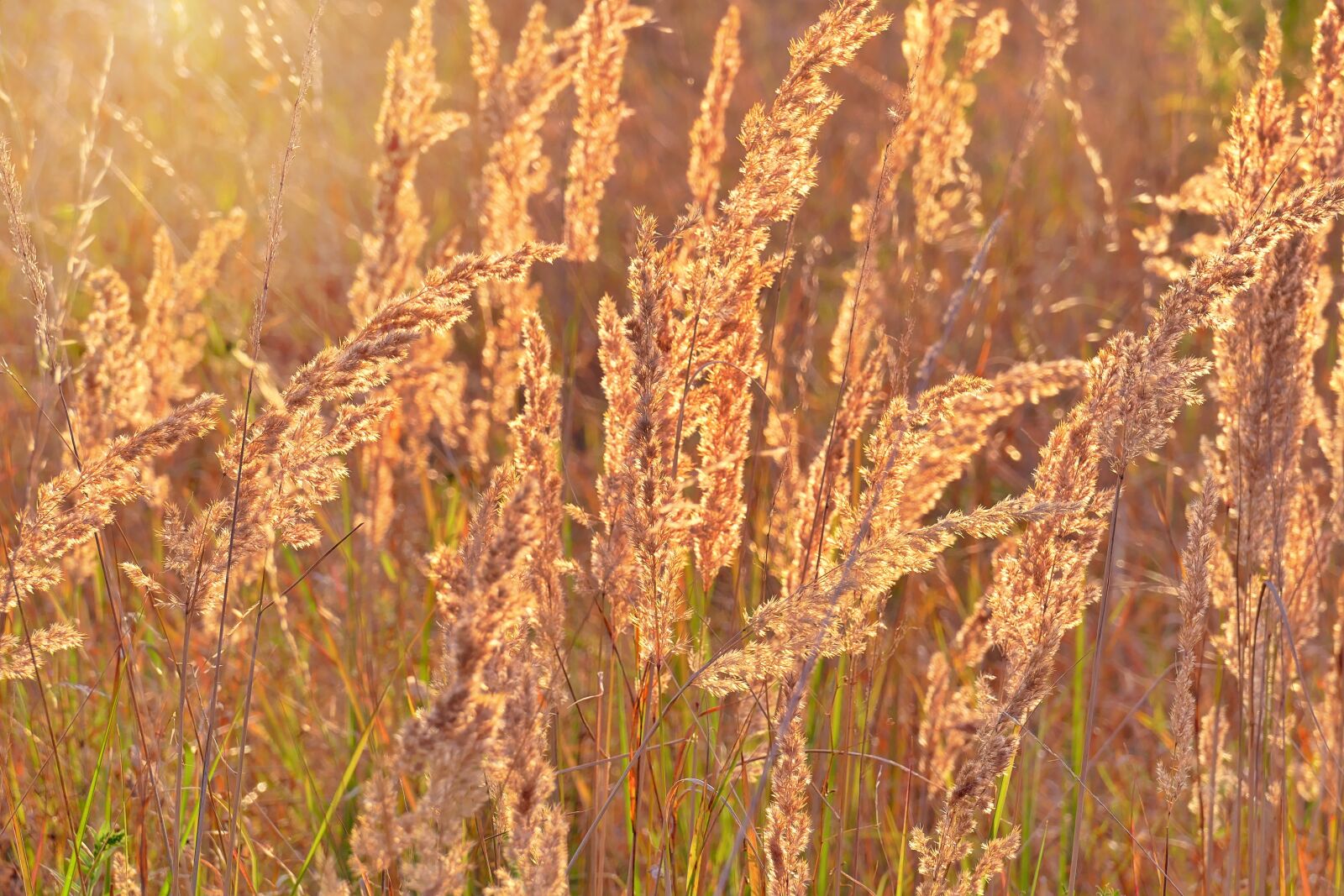 Panasonic Lumix DMC-FZ1000 sample photo. Bluegrass, grass, grasses photography
