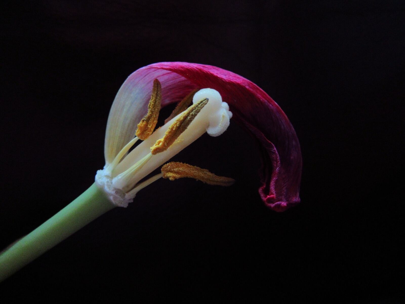 Canon PowerShot SX610 HS sample photo. Tulip, overblown, pestle photography