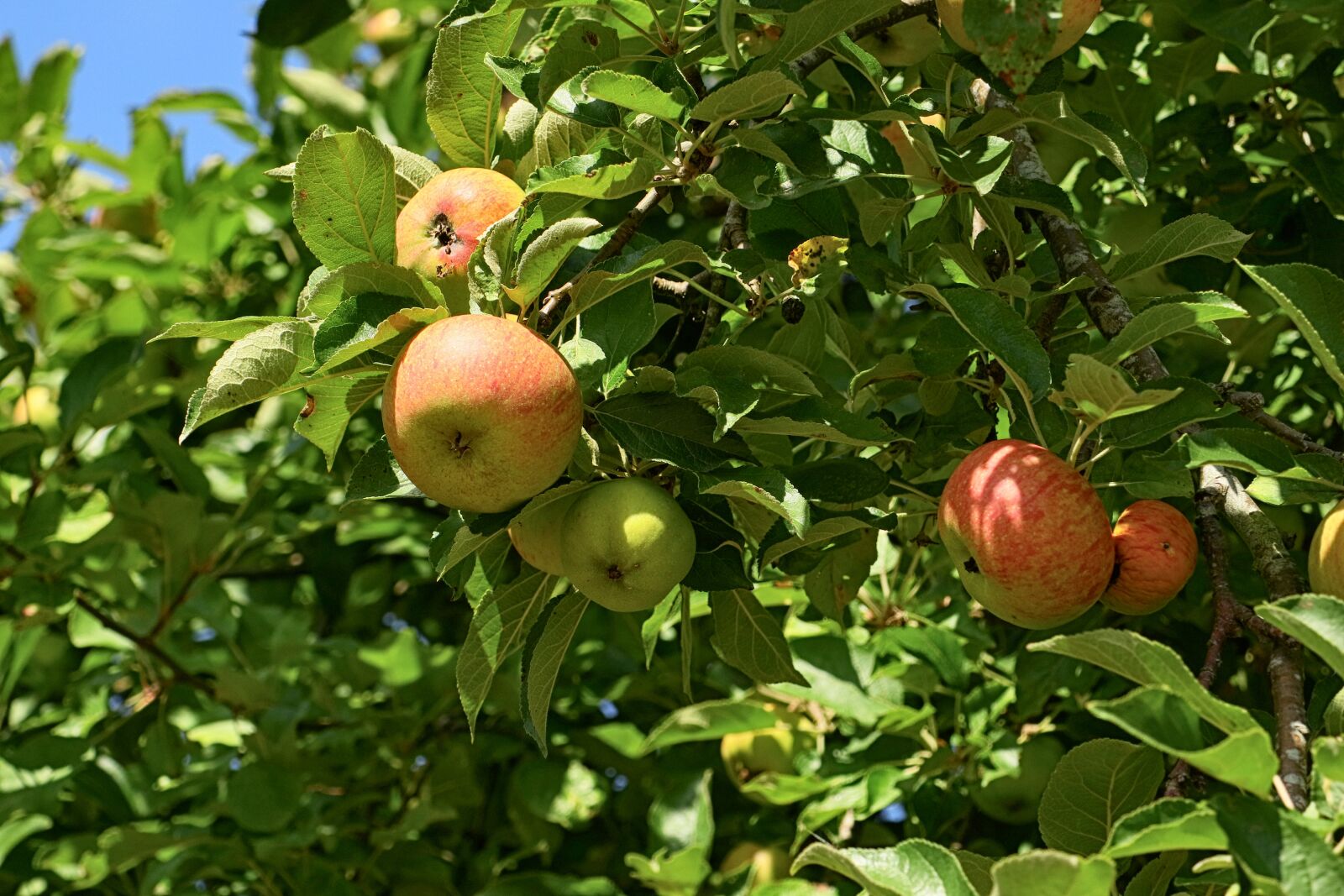 Canon EOS M5 sample photo. Apple tree, apple, fruit photography