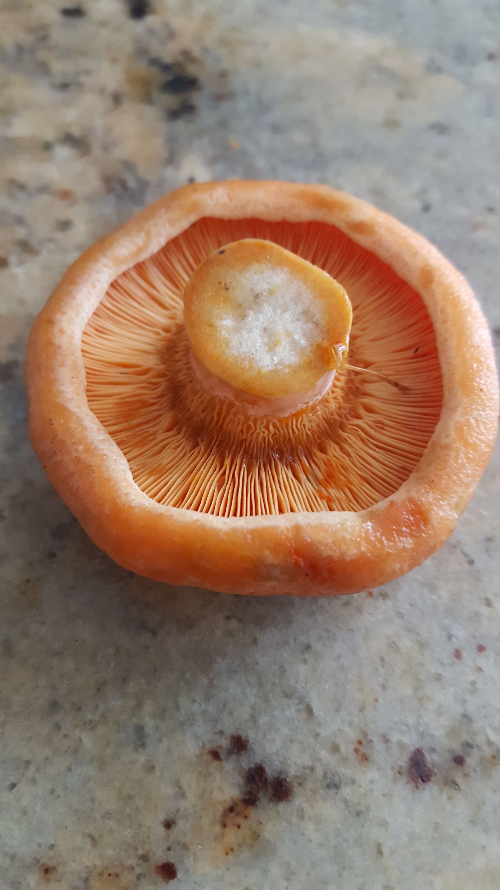 Samsung GALAXY S6 edge sample photo. Lactarius, delicious, mushrooms photography