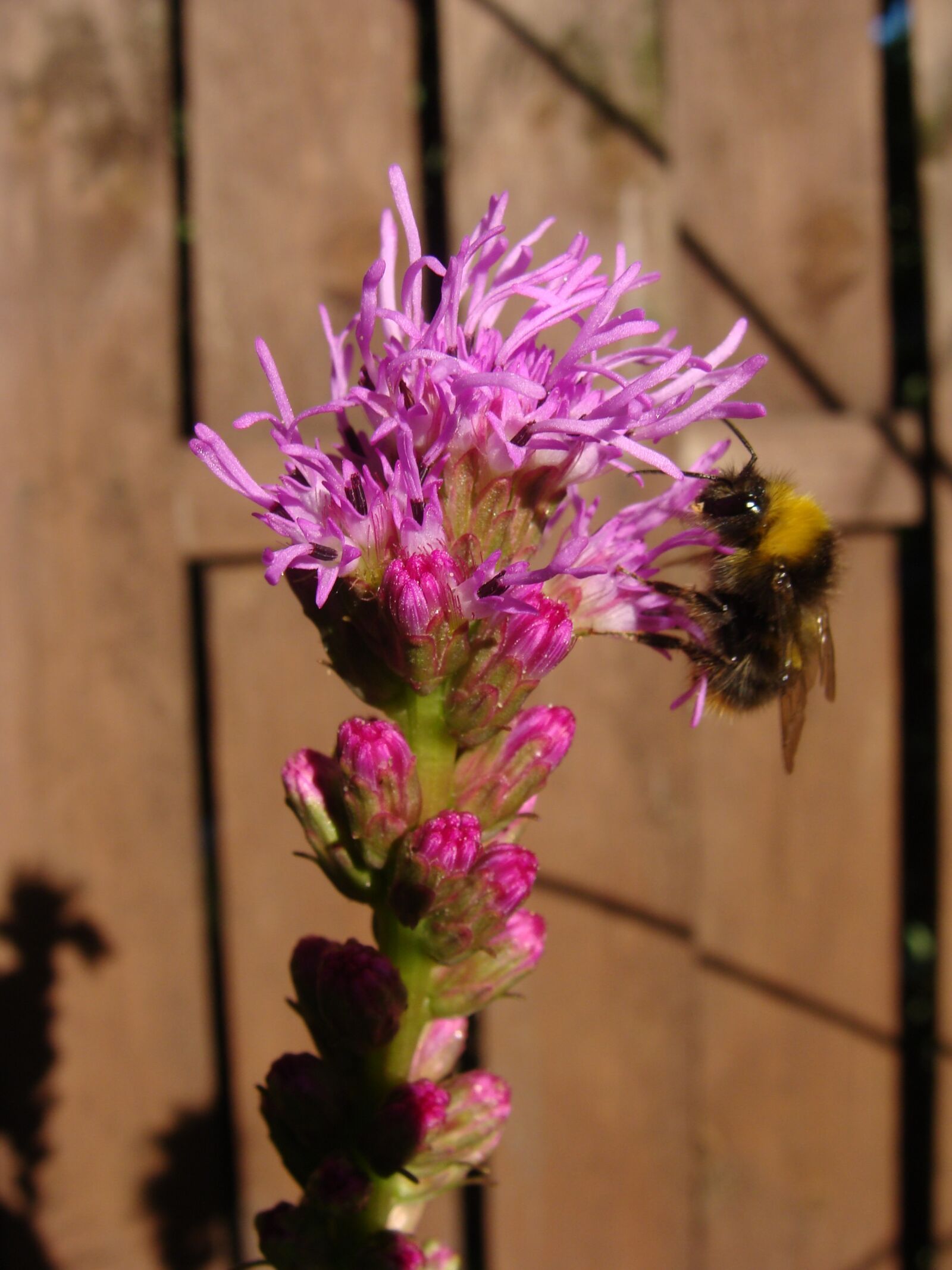 Sony DSC-H3 sample photo. Flower, purple flower, garden photography