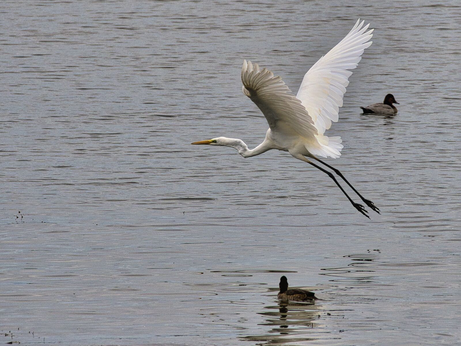 Nikon D7500 sample photo. Egret, heron, bird photography