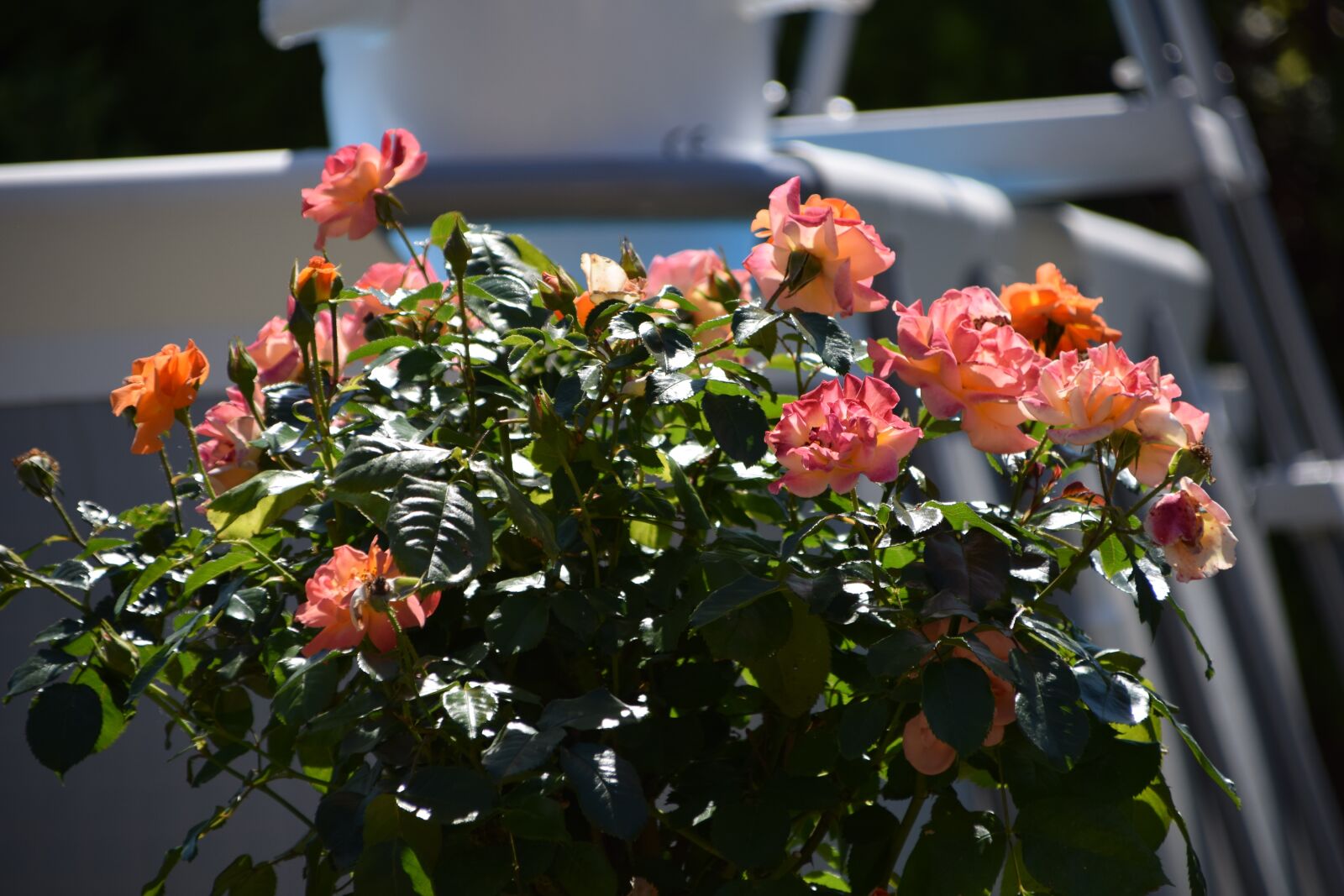 Nikon D5300 sample photo. Roses, garden, plant photography