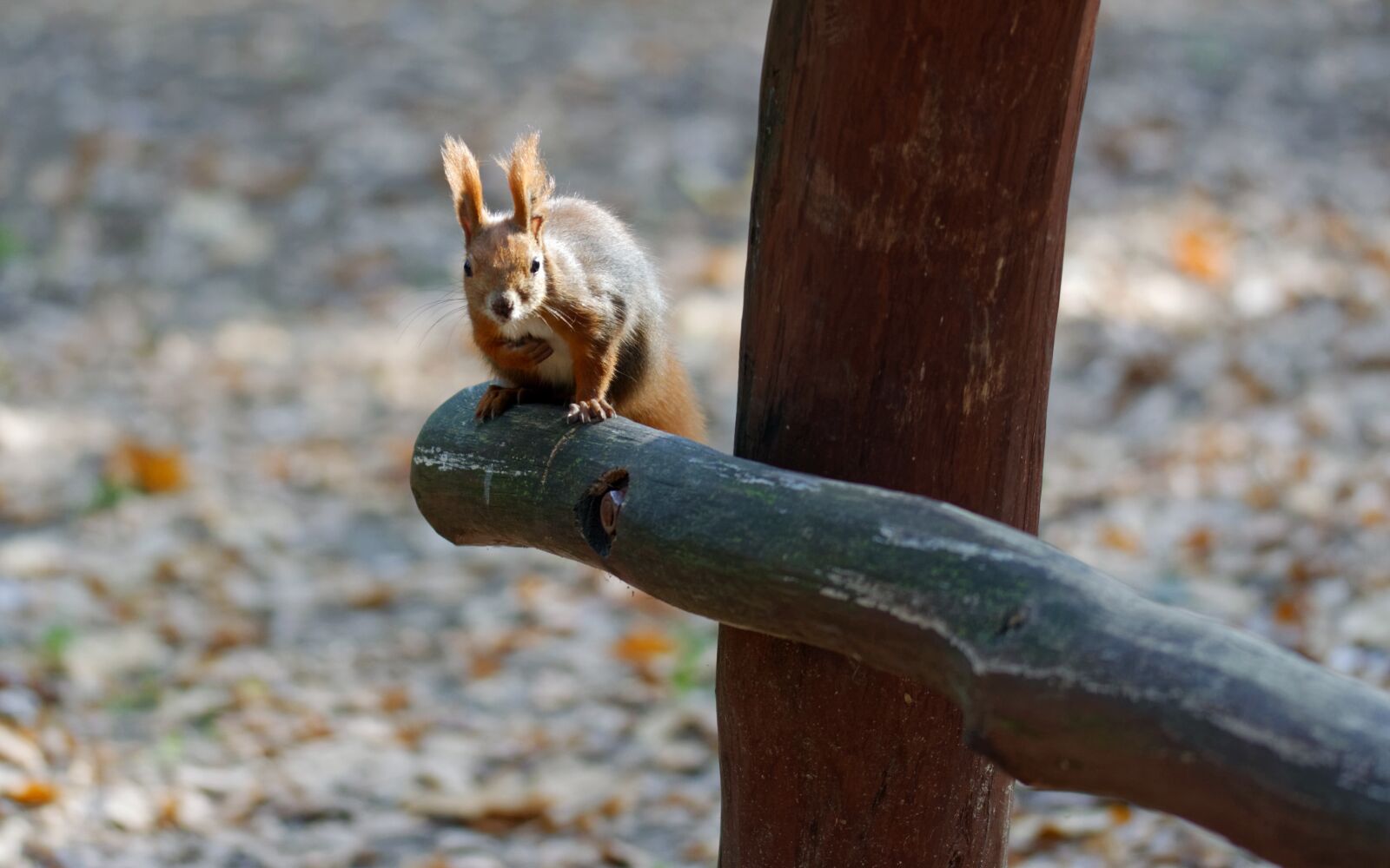 Nikon D5100 sample photo. Squirrel, pet, sitting photography