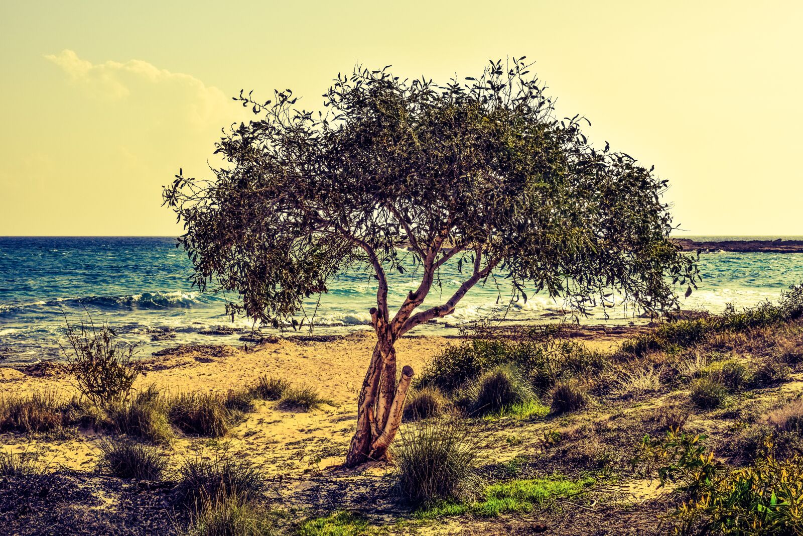Nikon D3300 sample photo. Tree, sea, beach photography