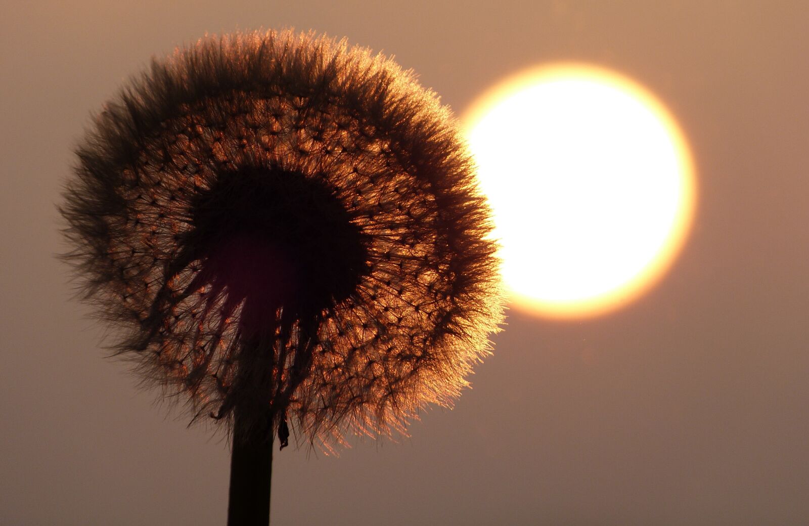 Panasonic Lumix DMC-FZ150 sample photo. Dandelion, sun, pointed flower photography
