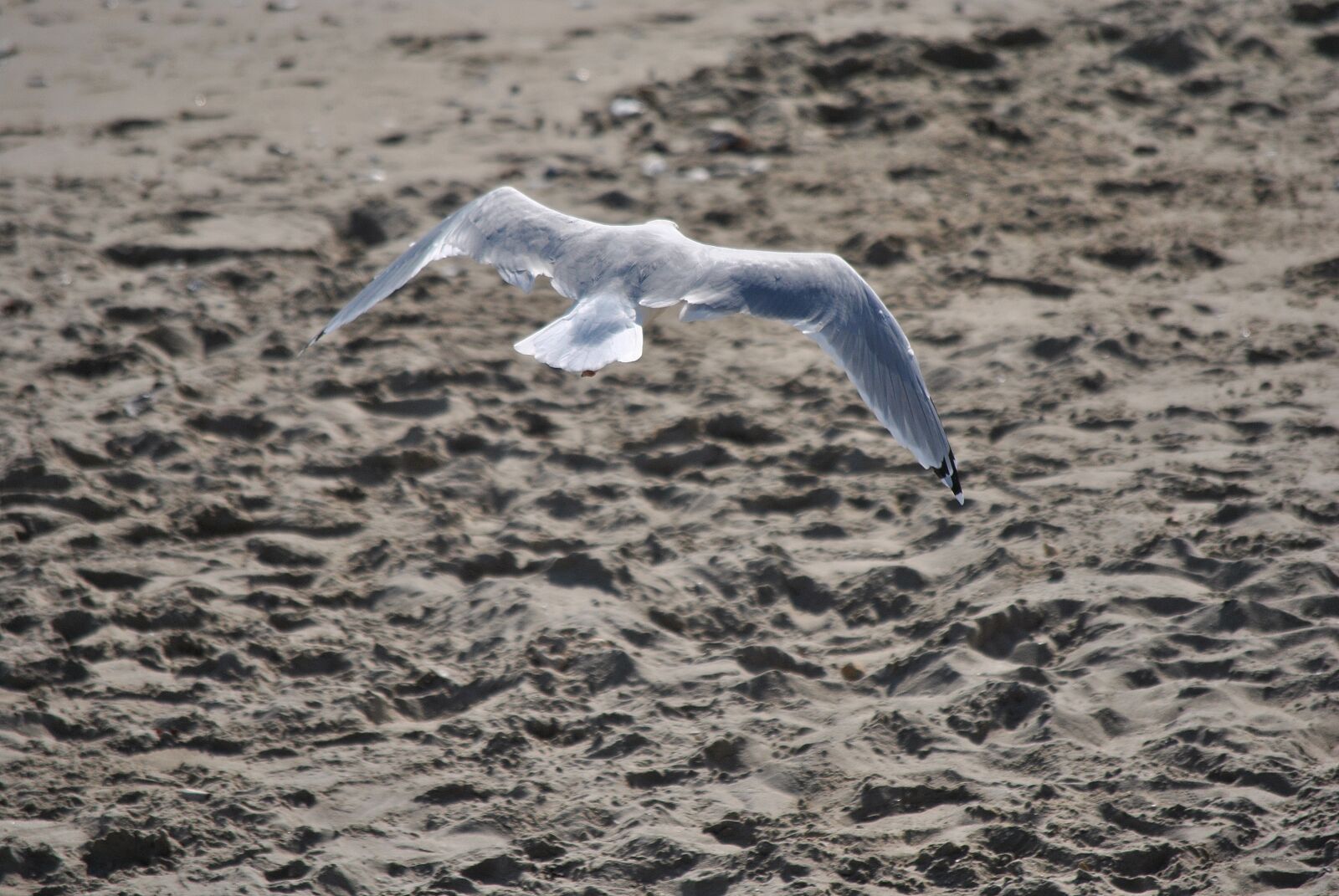 Nikon D3000 sample photo. Seagull, nature, gull photography