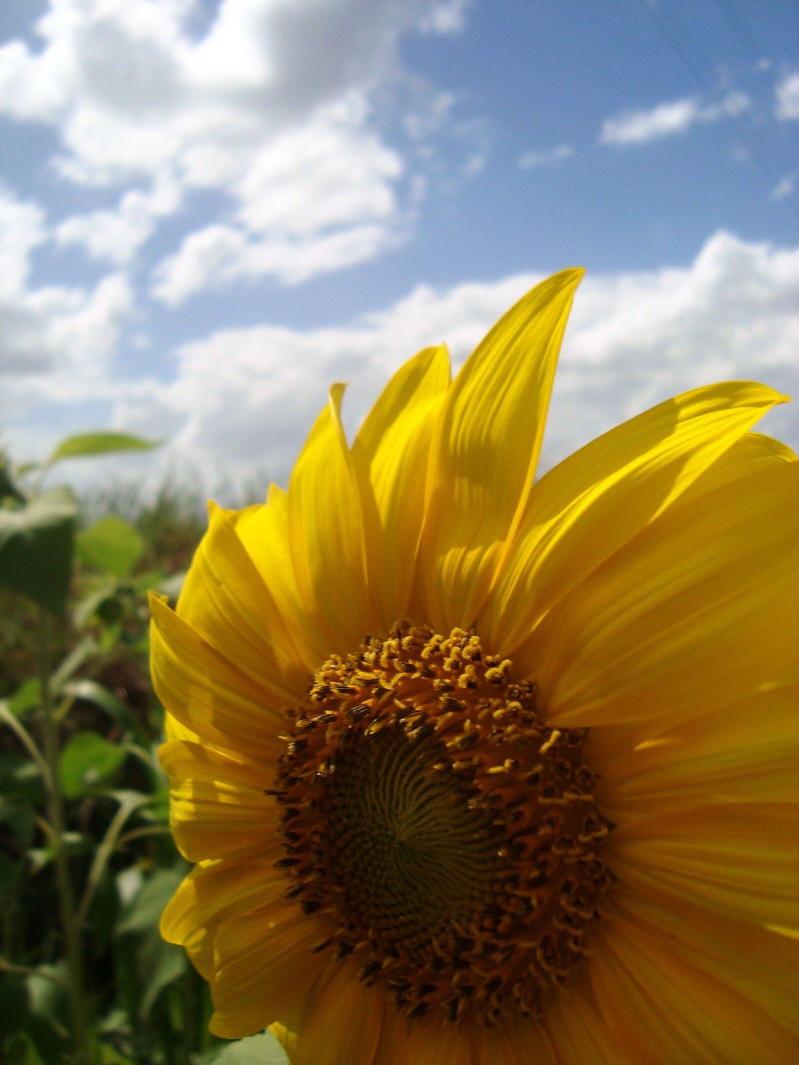 Sony Cyber-shot DSC-W120 sample photo. Sunflower, bright, flower photography