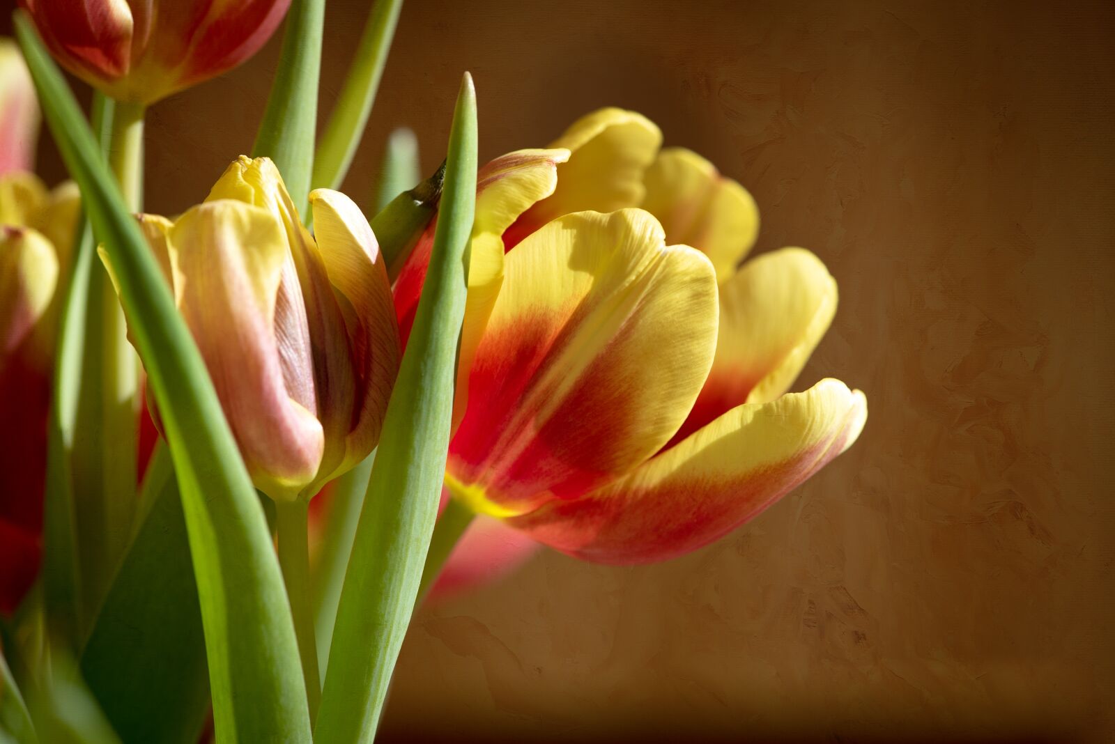 Nikon D750 sample photo. Tulips, flowers, red photography