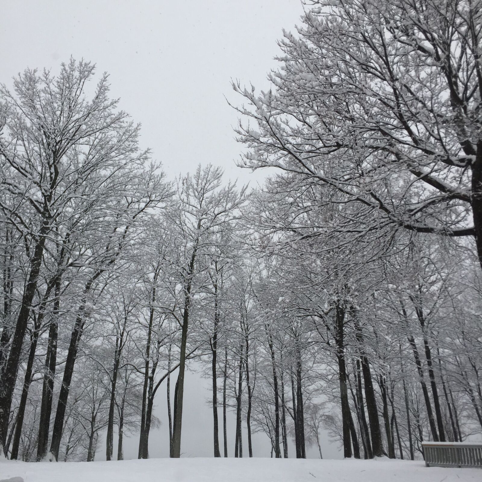 Apple iPhone 6 sample photo. Winter, white, snow photography