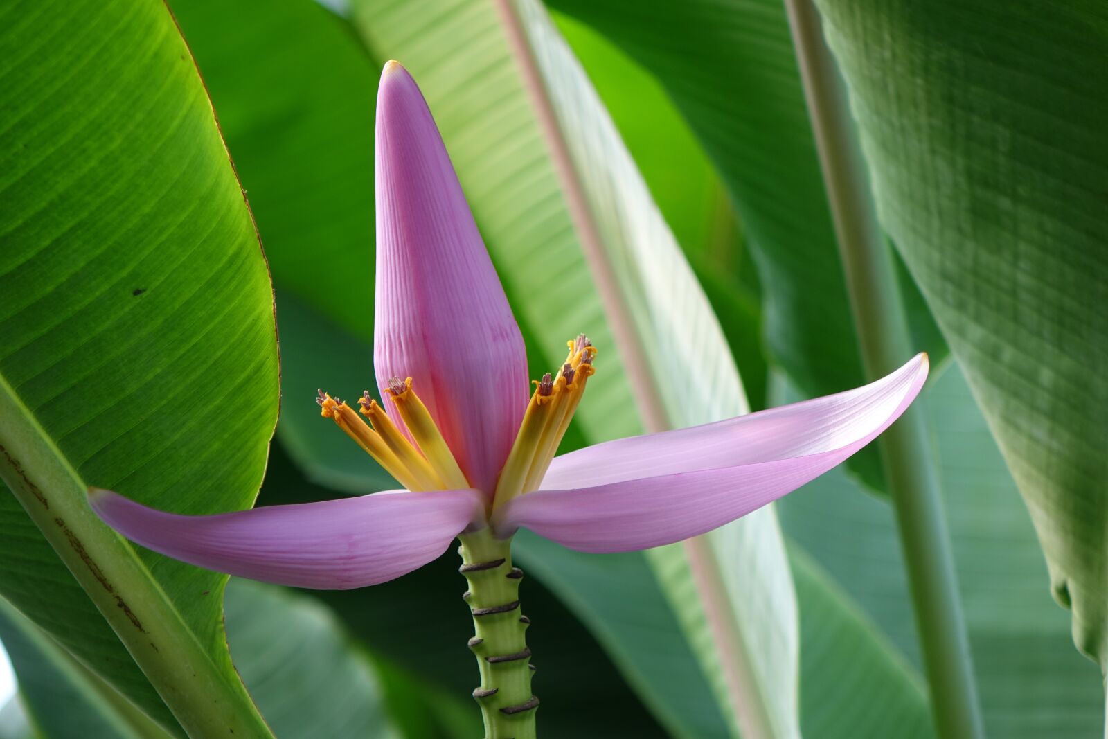 Sony Cyber-shot DSC-RX10 sample photo. Purple bud banana, flower photography