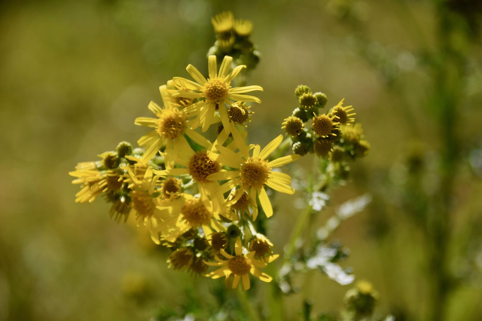 Nikon D5600 sample photo. Flower, flowers, plants photography