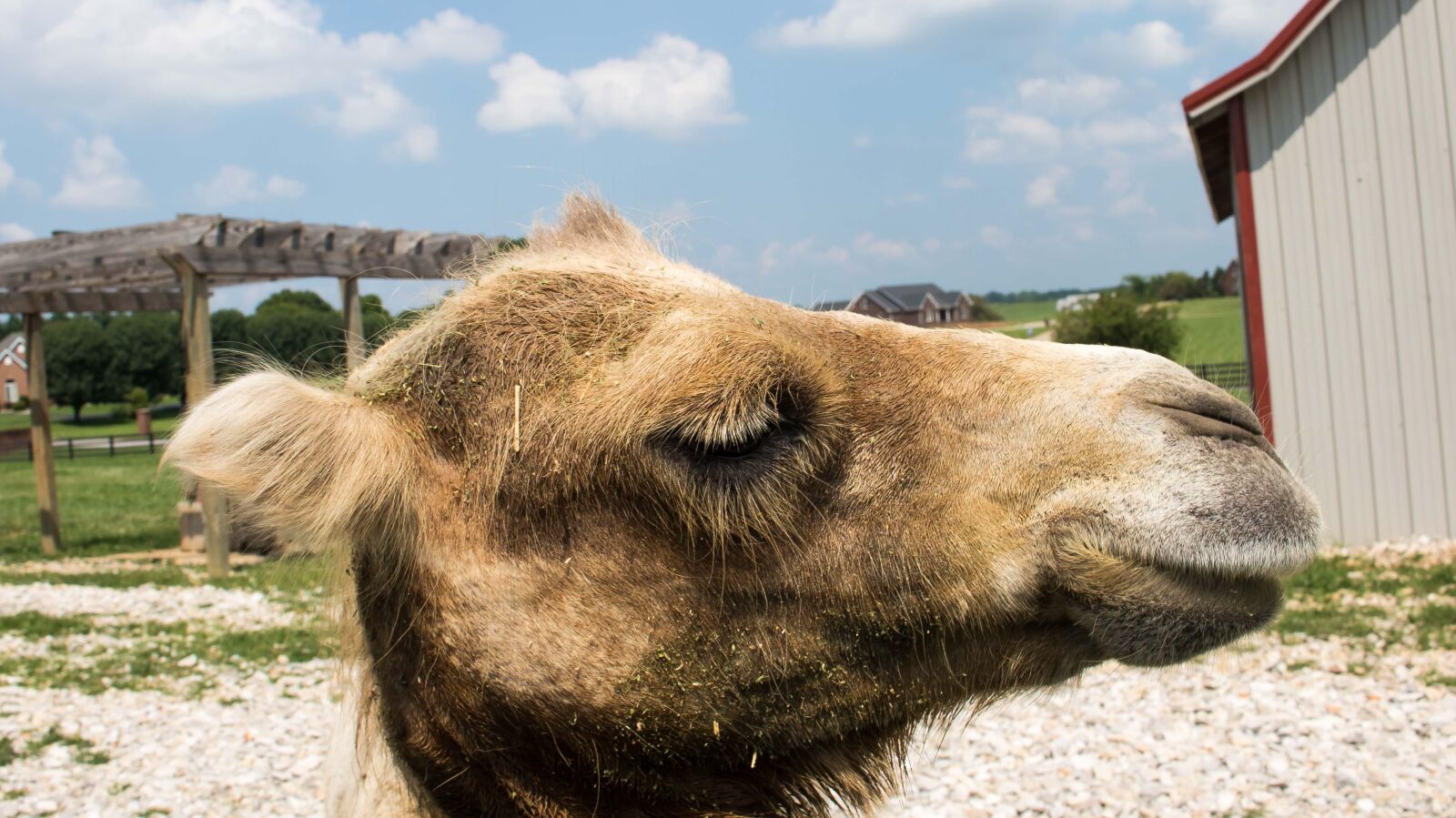Canon EOS 750D (EOS Rebel T6i / EOS Kiss X8i) sample photo. Animal, camel, camels, cow photography