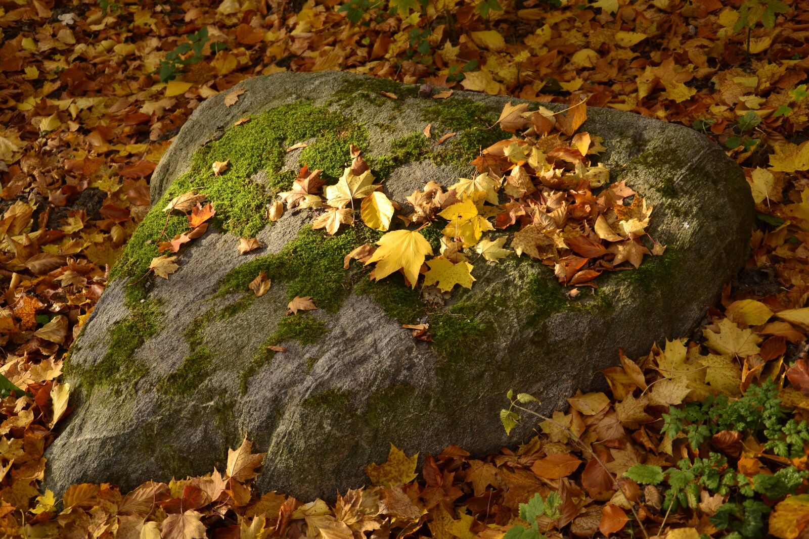 Nikon D3100 sample photo. Autumn, leaf, nature photography
