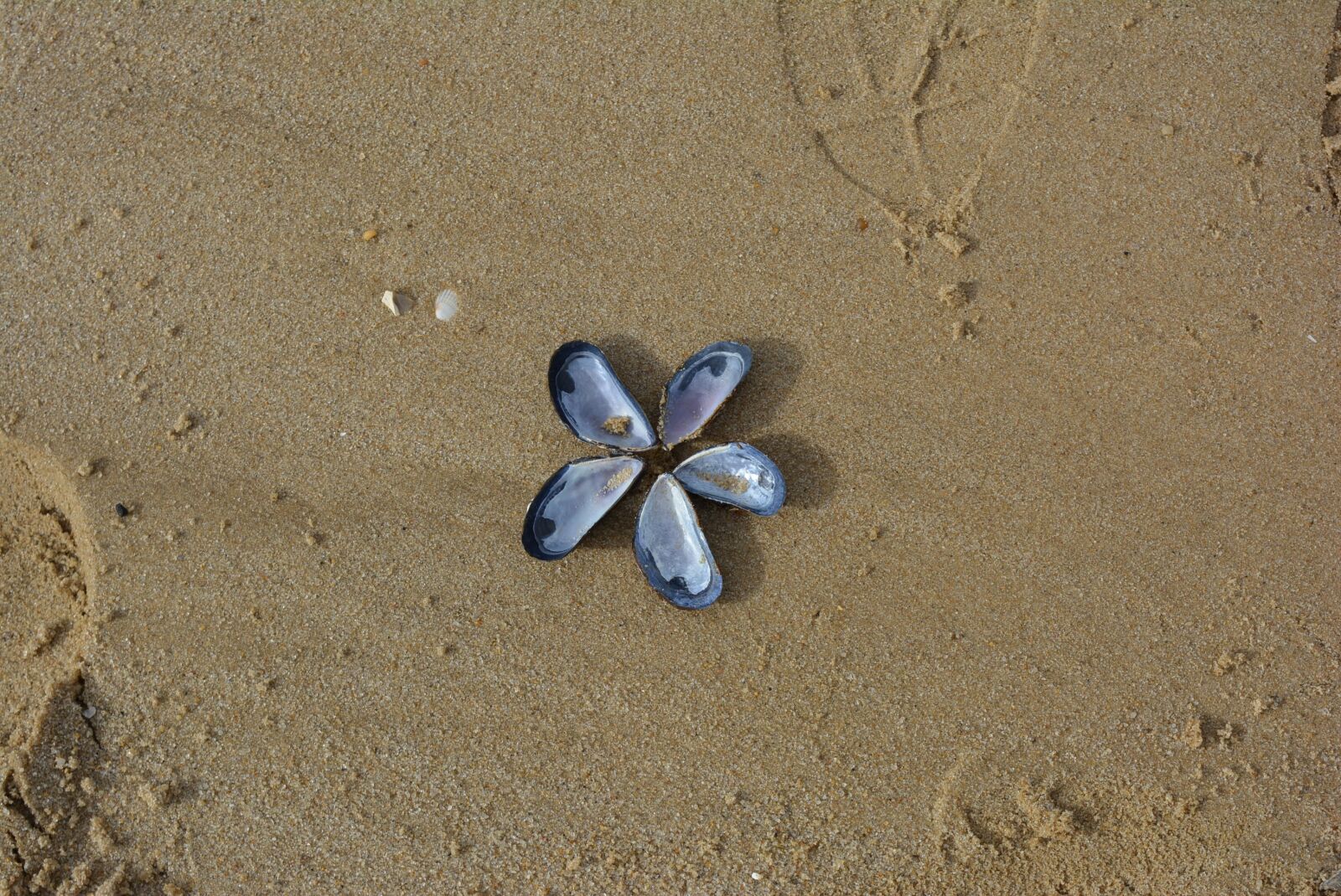 Nikon D5200 sample photo. Mussels, mussel, image photography
