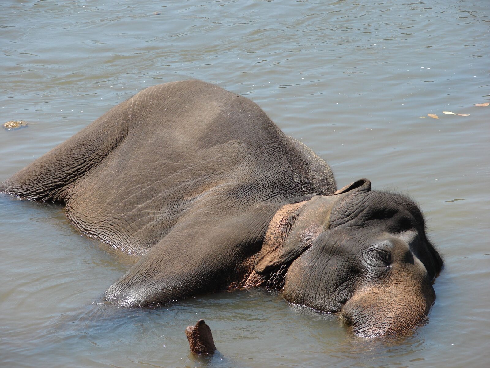 Sony DSC-H2 sample photo. Elephant, water, bathing photography