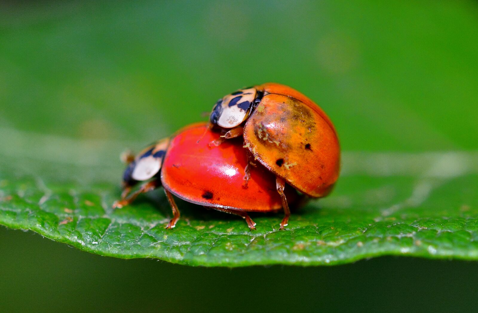 Nikon D5200 sample photo. Ladybug, pairing, nature photography