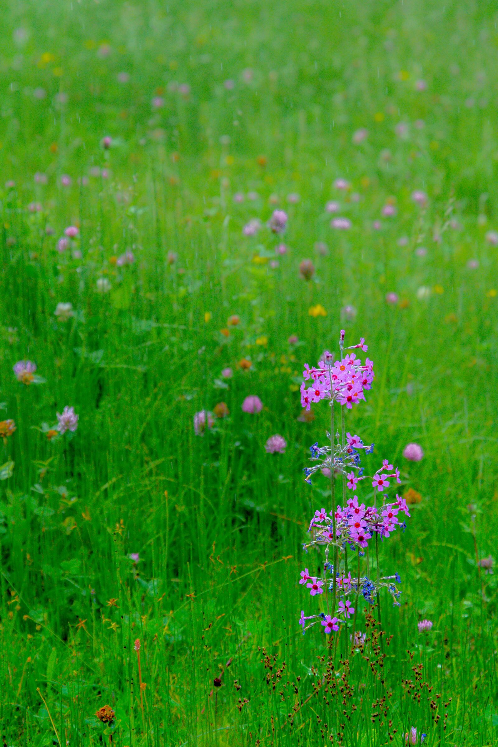 Nikon D500 sample photo. Wild flower, flower, nature photography