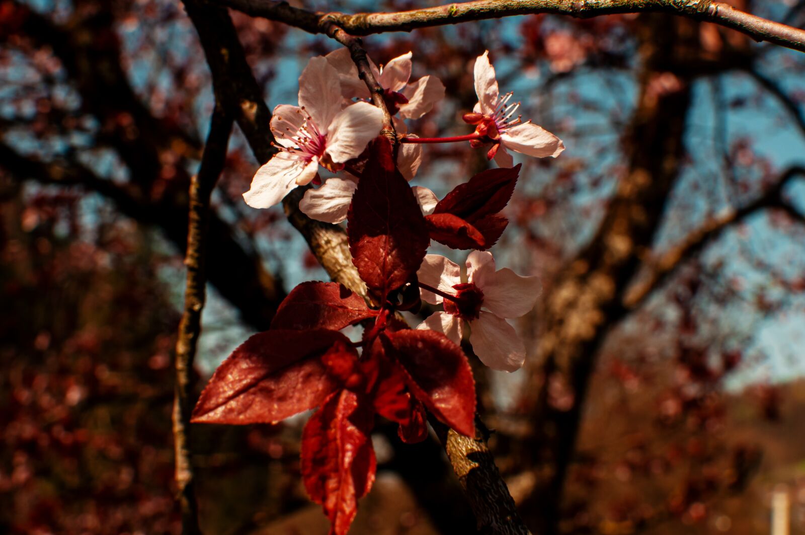 Nikon D90 sample photo. Spring, flower, apple photography
