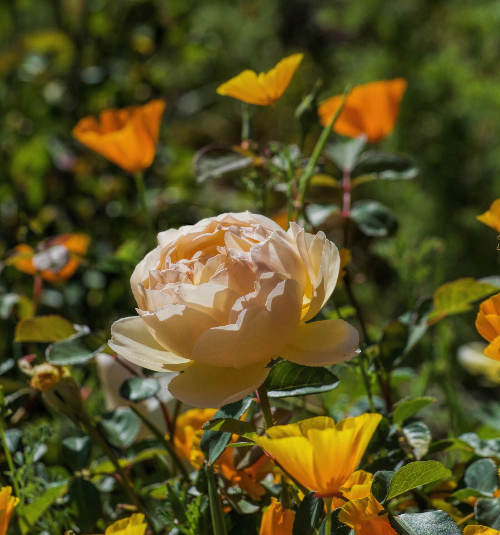Nikon D5100 sample photo. Bloom, blooming, flowers, blooms photography